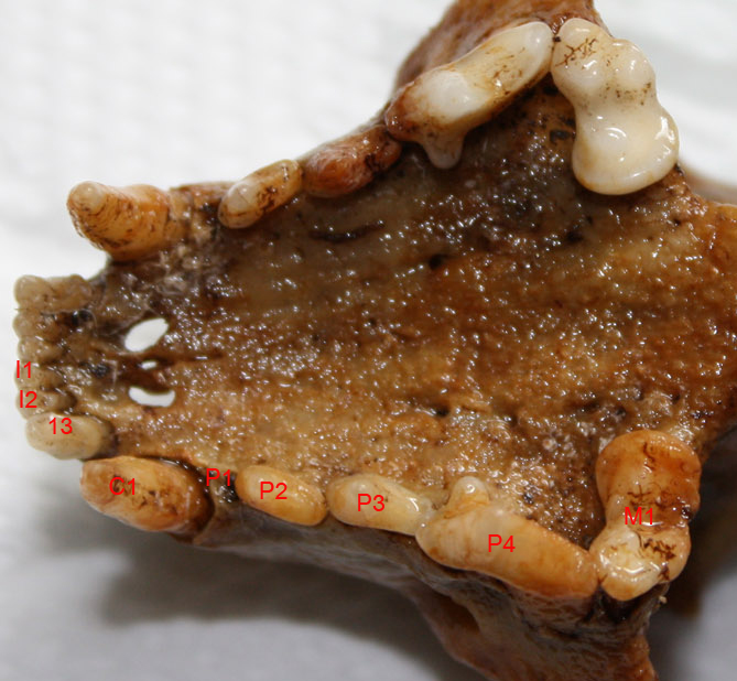 Cranio: mustelide? Martes cfr foina
